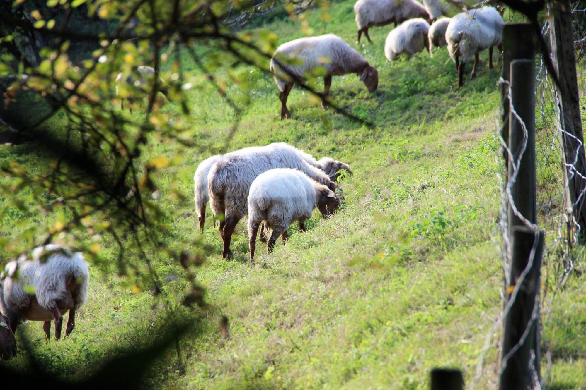 El Collado, Ruiloba Villa Sierra  Bagian luar foto